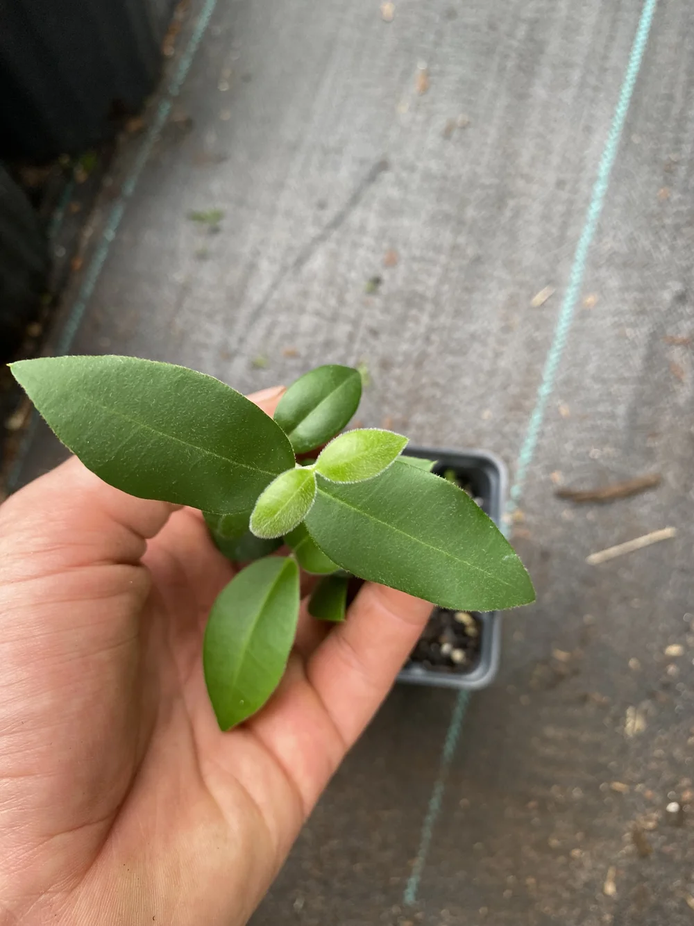 Guabiju (Myrcianthes Pungens) — Real Sweet Farms